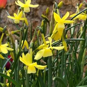 Hawera Dwarf Daffodil (Narcissus triandrus 'Hawera') Img 3
